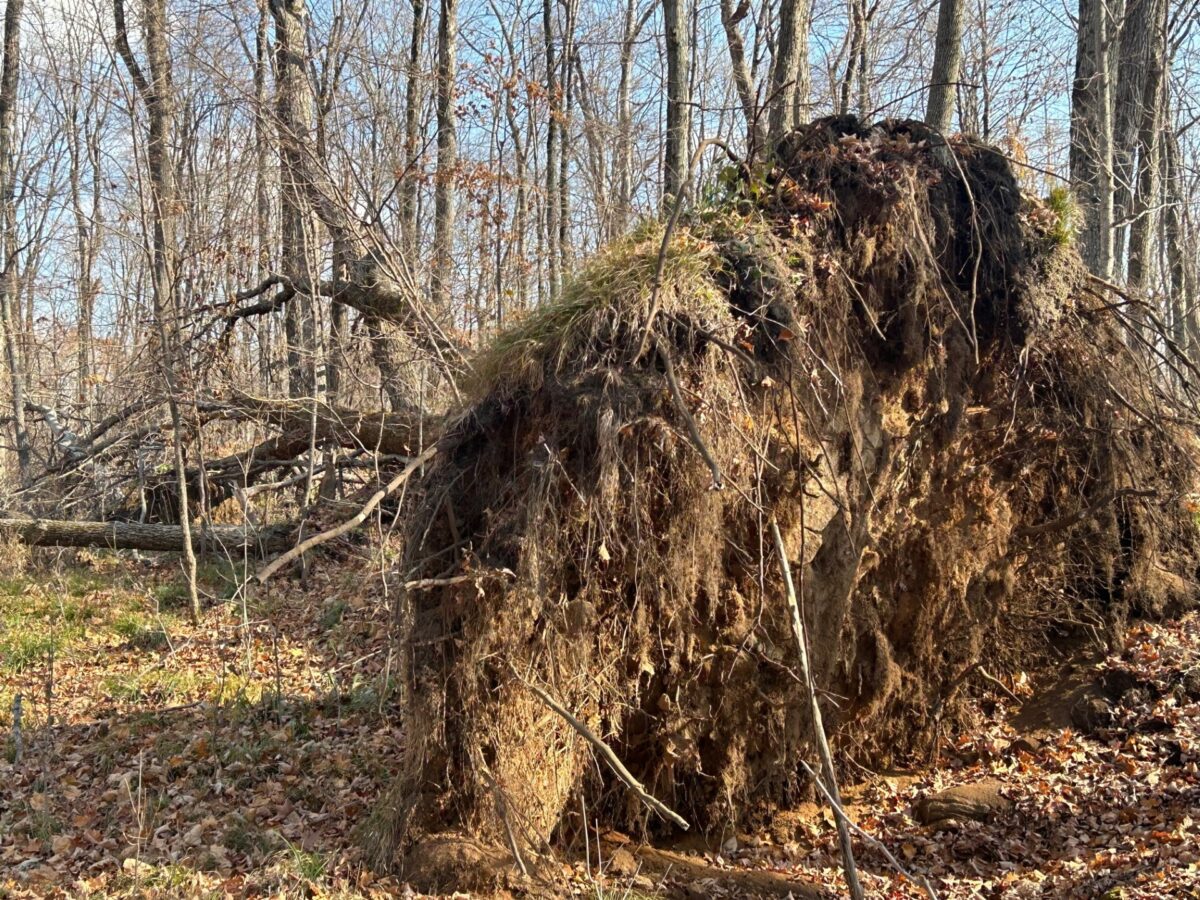 How Strong Are Your Roots? - LegalWriter.net